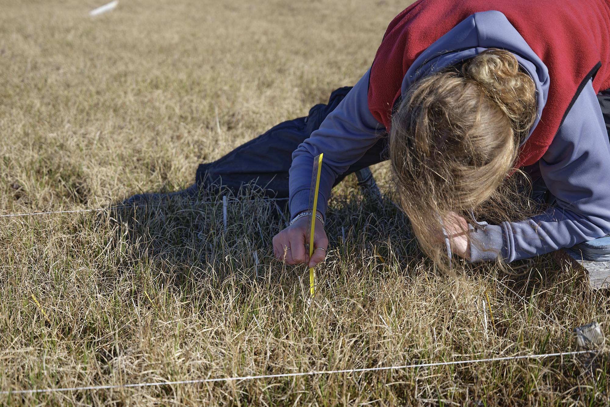 Clair taking growth measures. A girl with blonde hair and red vest measuring plants.